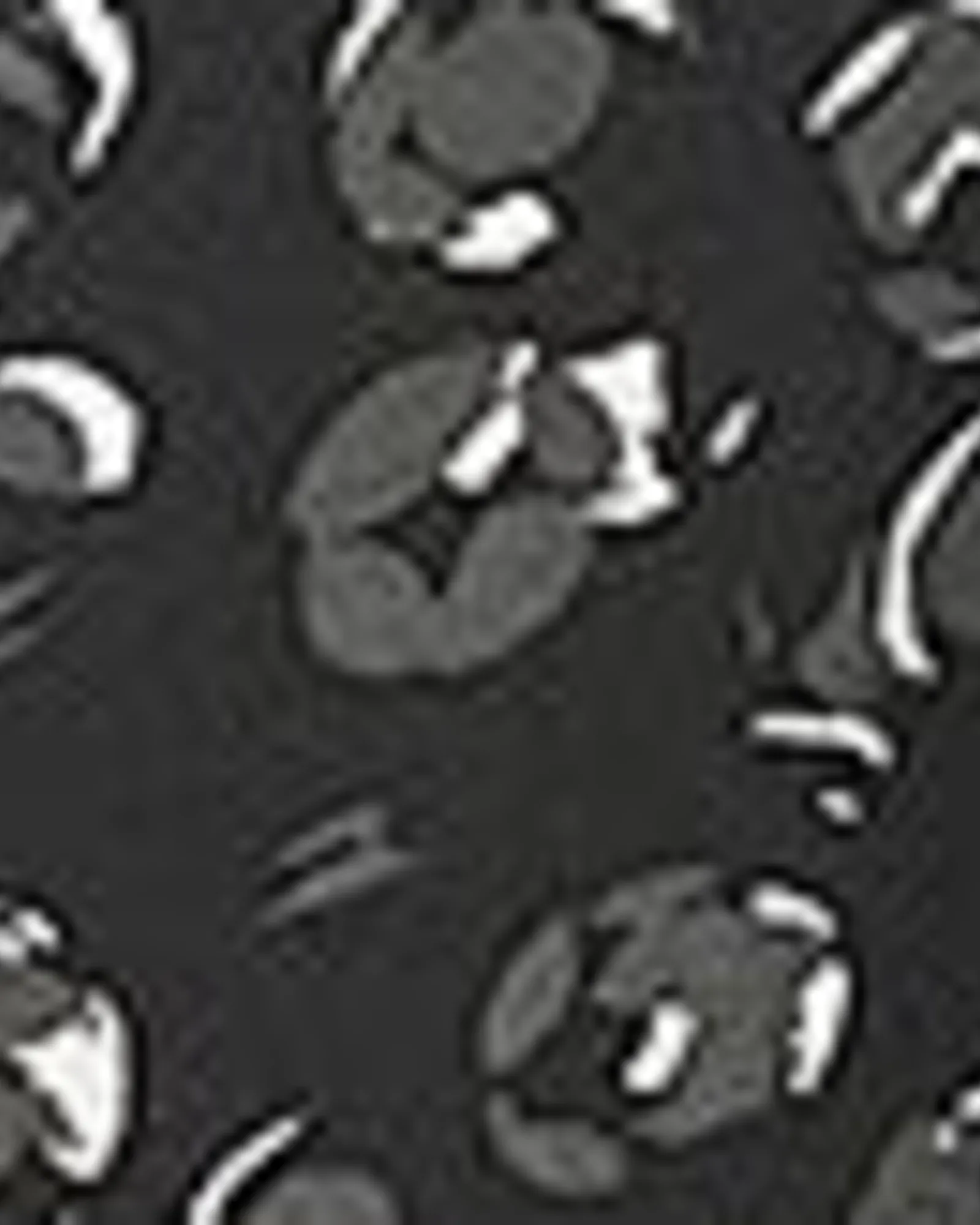 Santa Cruz Printed Wide Leg Pant | Black / White